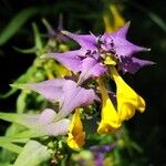 Melampyrum velebiticum