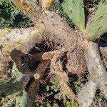 Opuntia elatior Bark