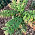 Berberis japonica Leaf