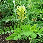 Astragalus alopecurus Blüte