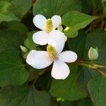 Houttuynia cordata फूल