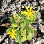 Senecio viscosusŽiedas