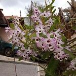 Dendrobium lituiflorum 花