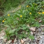 Ranunculus repens 整株植物