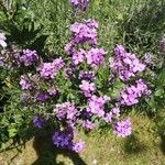 Hesperis matronalisЦвят