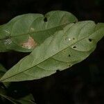 Siparuna decipiens Yaprak