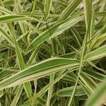 Phalaris arundinacea Leaf