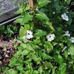 Thunbergia alataFlower