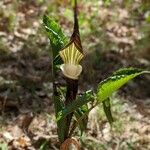 Arisaema sikokianum Leaf