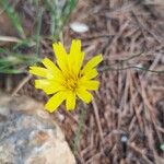 Hieracium gouanii Blüte