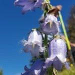 Campanula barbata Flor