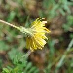 Sonchus bulbosus Fula