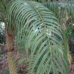 Phoenix reclinata Folio