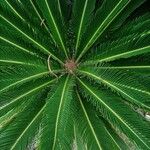 Cycas revoluta ഇല