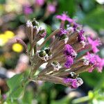 Atocion armeria Fruit