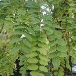 Robinia pseudoacaciaLeaf