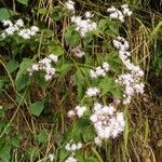 Chromolaena odorata Floare