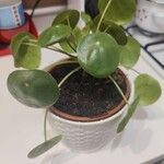 Pilea peperomioides ᱥᱟᱠᱟᱢ