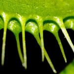 Dionaea muscipula Folla