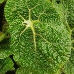 Begonia gehrtii Yaprak