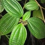 Miconia crenata Leaf