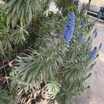 Echium candicansFlower