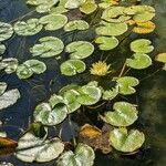 Nymphaea mexicana Habit