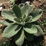 Verbascum boerhavii Feuille