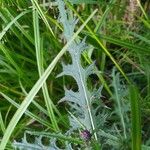 Cirsium palustre Folla