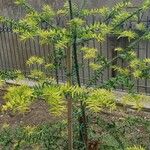 Araucaria bidwilliiLeaf