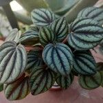 Peperomia albovittata ഇല