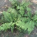 Polystichum polyblepharum Hoja