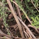 Symphyotrichum ericoides Bark