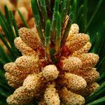 Pinus sylvestris Virág