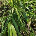 Hakonechloa macra Habit