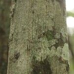 Virola michelii Corteza