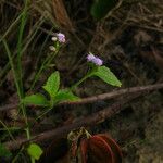 Ageratum conyzoides Feuille