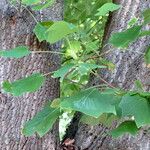 Liriodendron tulipifera Leaf