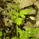 Chaerophyllum nodosum Natur