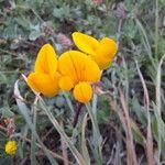 Lotus corniculatus Blomma