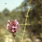 Thymus broussonetii Flower