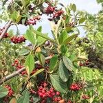 Cotoneaster coriaceusFolla