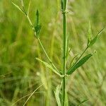 Verbena incompta Celota