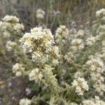 Teucrium dunense Fleur