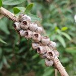 Melaleuca rugulosa Fruit