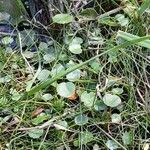 Hydrocotyle bonariensis Hábito