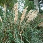 Cortaderia selloana Blatt