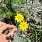 Blackstonia perfoliataFlor