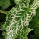 Arum italicum Leaf