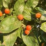 Sorbus chamaemespilus Frukto